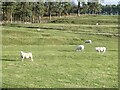 NY9374 : Terraces and sheep on the Swinburne Castle estate by Oliver Dixon