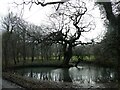 Murky pool next to Bepton Church