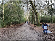 SP0998 : Darnel Hurst, Sutton Park, Sutton Coldfield by Robin Stott