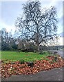 SO3608 : Dead leaves and leafless trees near the Clytha Arms by Jaggery