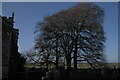 SK8524 : Churchyard trees by Bob Harvey