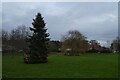 Christmas tree in Escrick