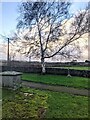 SO3909 : Silver birch in St Peter's churchyard, Bryngwyn by Jaggery