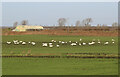 TL6692 : Whooper Swans by Poppylot Farm by Hugh Venables
