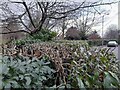 Hedge by Shirehall Lane, Hendon