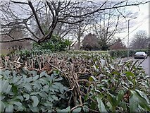 TQ2388 : Hedge by Shirehall Lane, Hendon by David Howard