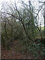 SX6358 : Old hedgebank in Lukesland Wood by David Smith