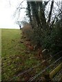SX6358 : Overgrown hedgebank west of Lukesland Wood by David Smith