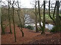 Winter trees above the River Goyt