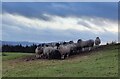 Sheep at Squilver