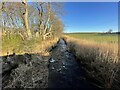 Looking down the burn