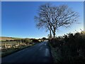 A couple of trees for a lonely road