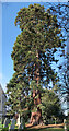 TF0705 : Giant Redwood by Bob Harvey