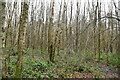TQ5336 : Birchden Wood by N Chadwick