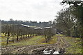 Orchard by Sussex Border Path