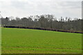 Farmland by Sussex Border Path