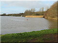 Reedbed at Townhill Loch