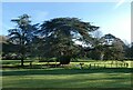 Lebanon cedar, Kearsney Abbey