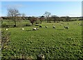 NZ1149 : Sheep pastures at Knitsley by Robert Graham