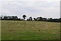 D0333 : Field by N Chadwick