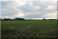 Field in Caddington