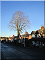 Tree on Berry Hill Road