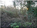 TG2438 : Scrub Woodland by David Pashley