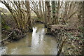 TQ5635 : Headwater stream of Eridge Stream, Eridge Park by N Chadwick