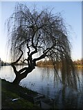 TQ2076 : Weeping willow, Mortlake riverside by Stefan Czapski