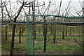 TQ7257 : Orchard by N Chadwick