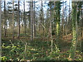 SE2914 : Winter sunshine, Stag Royd Wood by Christine Johnstone