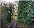 Lane near Maidsmere Cottage looking east