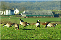 NX7167 : Geese near Livingstone by Mary and Angus Hogg