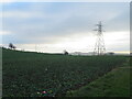 Brassica field with pylons