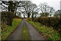 Trees along Roeglen Road