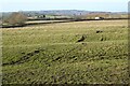 Ridge and furrow field