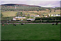 Cattle Grazing near East Clyne