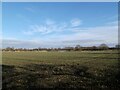 Crop field east of Carr Lane