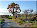 Small bridge and bend, lane towards Harkstead