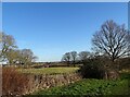 Fields beside the B6173 at Tanfield Lea