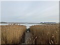 Boardwalk in the reeds