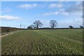 Young crops near Hagg Lane