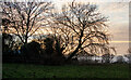 Trees on edge of field, Ashingdon