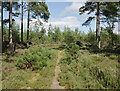 NH9659 : Path, Culbin Forest by Craig Wallace