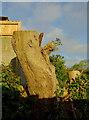 Tree stumps, Meavy Avenue, Shiphay