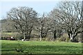 Field and trees near Bog Farm