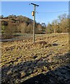 Line spur pole in a field, Tal-y-Coed