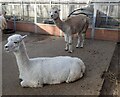 Alpacas at Vauxhall City Farm