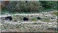 Disused Beehive Coke Ovens