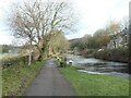 Storm-felled tree, Rochdale Canal towpath